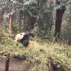 中国　成都　パンダ基地　大熊猫繁育研究基地でパンダ三昧　その2　気になる施設編
