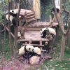 中国　成都　パンダ基地　大熊猫繁育研究基地でパンダ三昧　その１