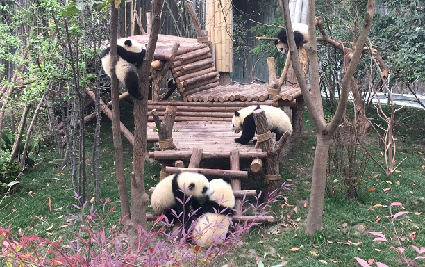 中国 成都 パンダ基地 大熊猫繁育研究基地でパンダ三昧 その１