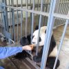 パンダ抱っこもできる中国・熊猫楽園で夢のパンダ飼育員ボランティア体験