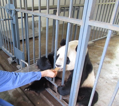 パンダ抱っこもできる中国 熊猫楽園で夢のパンダ飼育員ボランティア体験