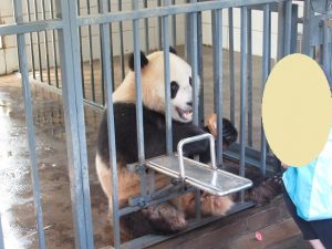 熊猫楽園パンダおやつ