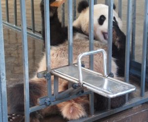 熊猫楽園おやつうまうまパンダ
