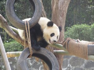 熊猫楽園タイヤで遊ぶパンダ
