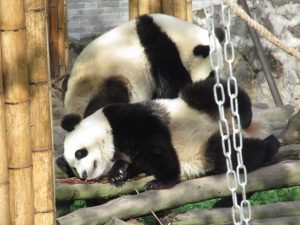 熊猫楽園子パンダ
