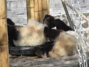 熊猫楽園子パンダ2