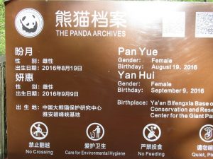 熊猫楽園panyue