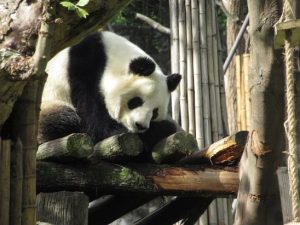 熊猫楽園蜀蘭