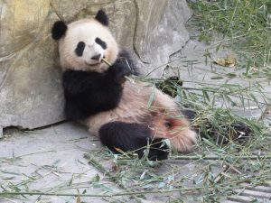 熊猫谷子パンダ