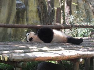 熊猫谷寝てるパンダ