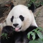 ワシントン　スミソニアン動物園でゆっくりパンダを見る　行き方と訪問記
