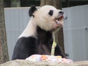 さとうきびを食べるパンダ