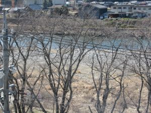 フェアフィールドバイマリオット美濃の桜の木