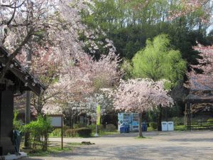 清流里山公園の桜フェアフィールド