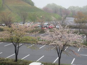 フェアフィールドバイマリオット清流里山公園のホテル駐車場側の桜