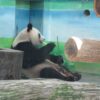 台北市立動物園　パンダ見学記ブログ　電車アクセス簡単で空いていておすすめ　猫空ロープウェイも楽しめますよ