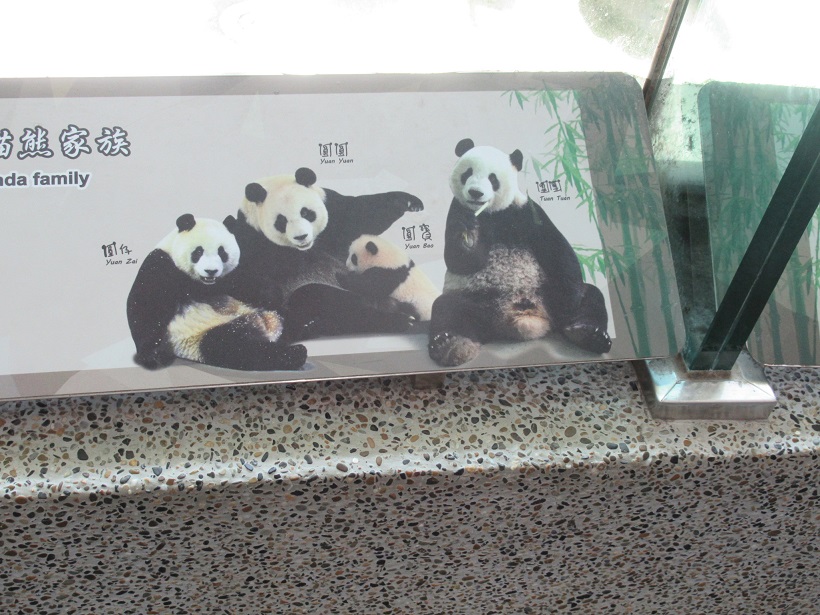台北市立動物園イラストパンダ家族