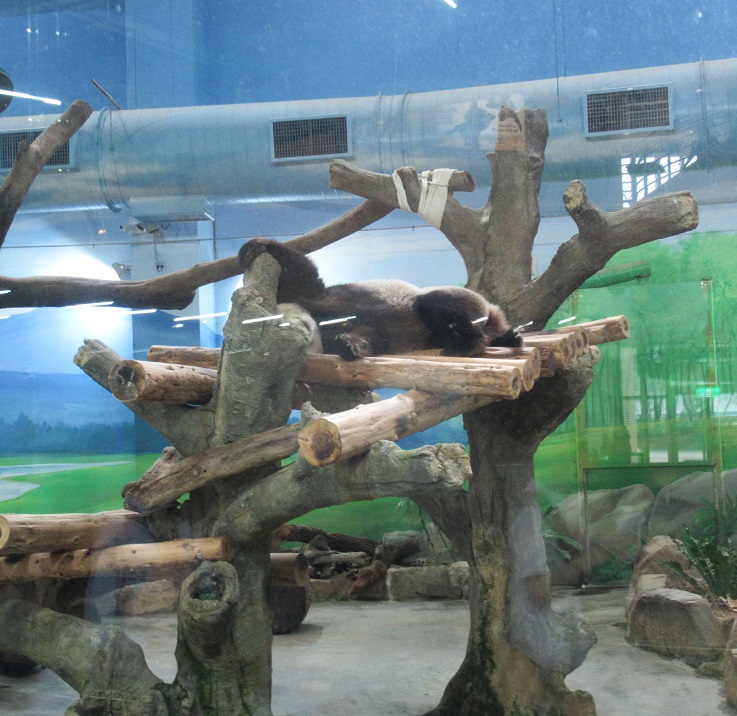 台北市立動物園行き方パンダ