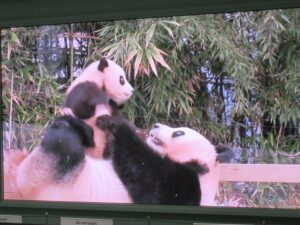 エバーランドのパンダワールド福宝ちゃんとお別れ