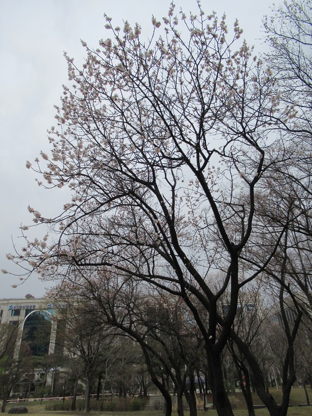 汝矣島公園