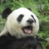マカオでじっくりパンダ見学記　無料で見られます　香港から高速船で行ってきた