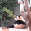 最近のエバーランド　パンダ見学は意外に午後が効率的